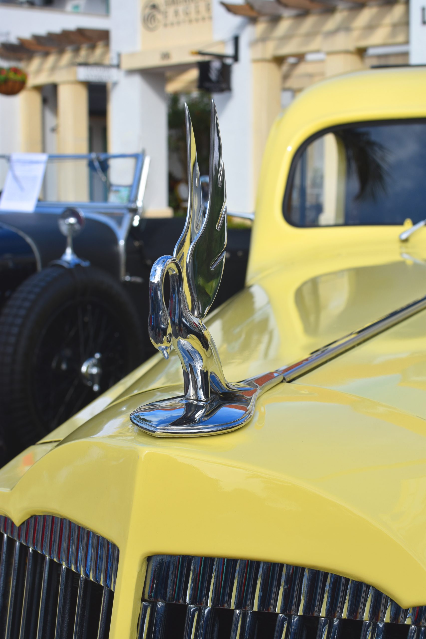 Yellow Swan V